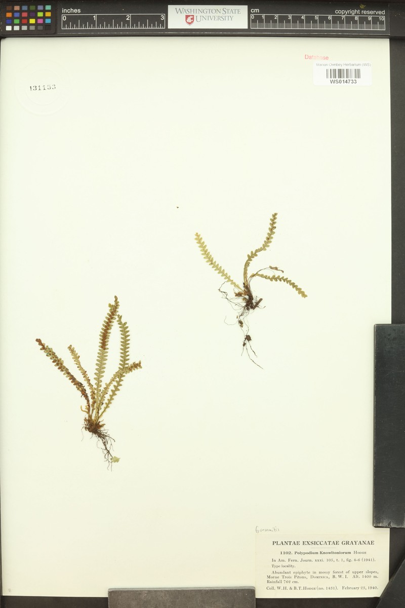 Grammitis knowltoniorum photo 3