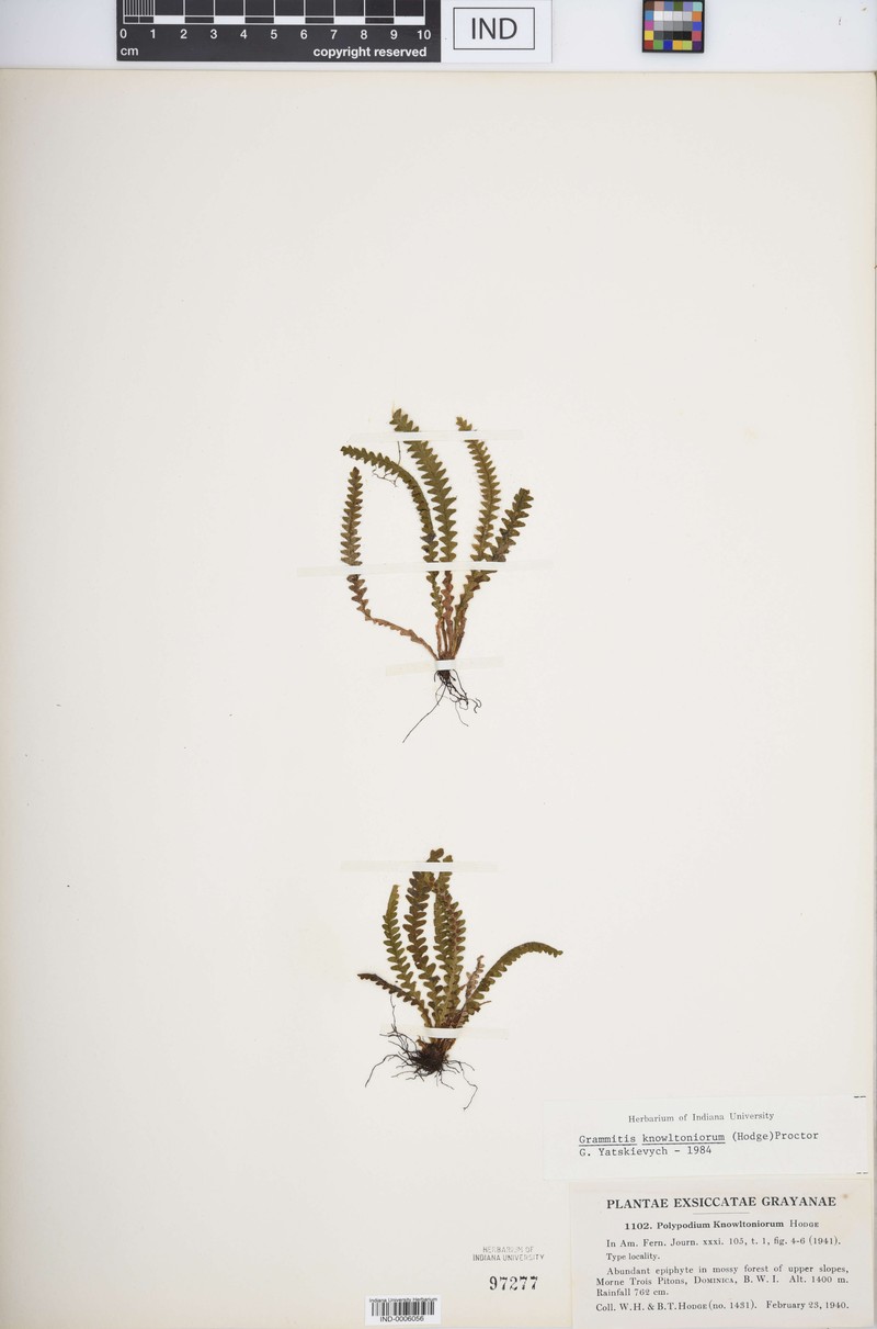Grammitis knowltoniorum photo 4