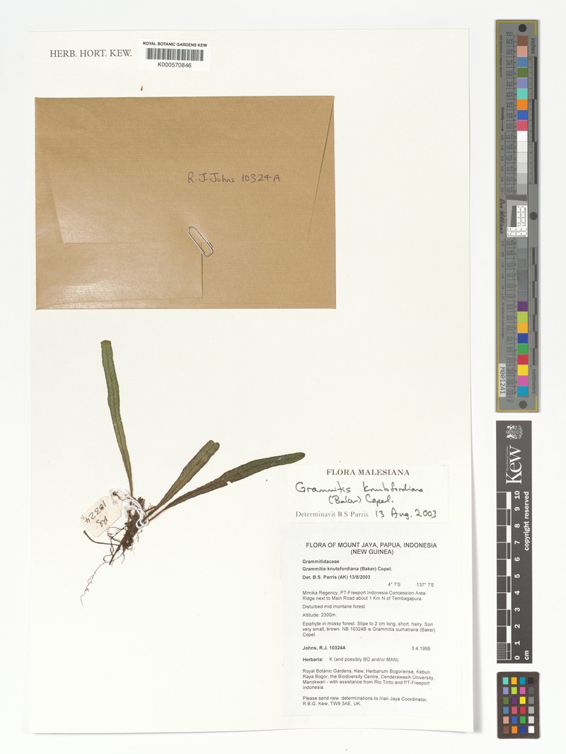Grammitis knutsfordiana photo 2