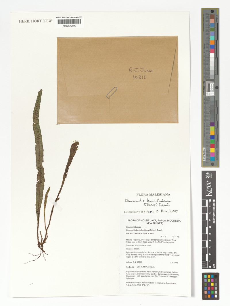 Grammitis knutsfordiana photo 3