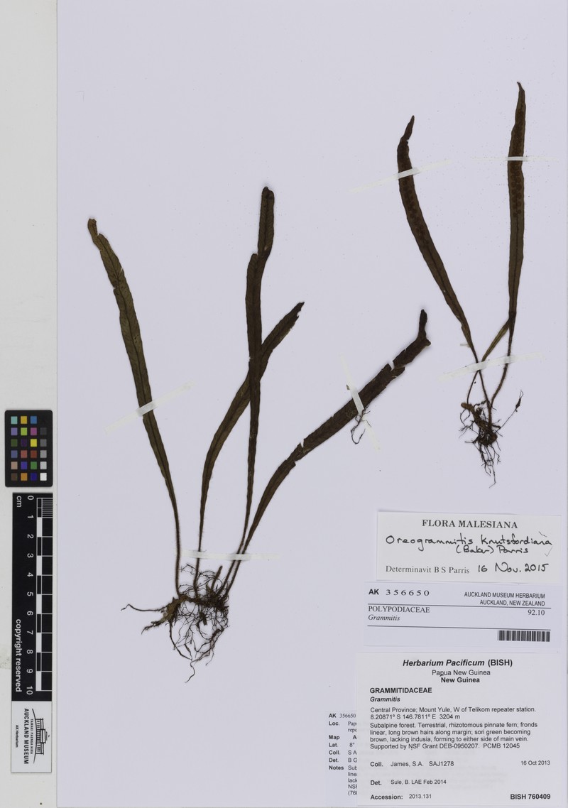 Grammitis knutsfordiana