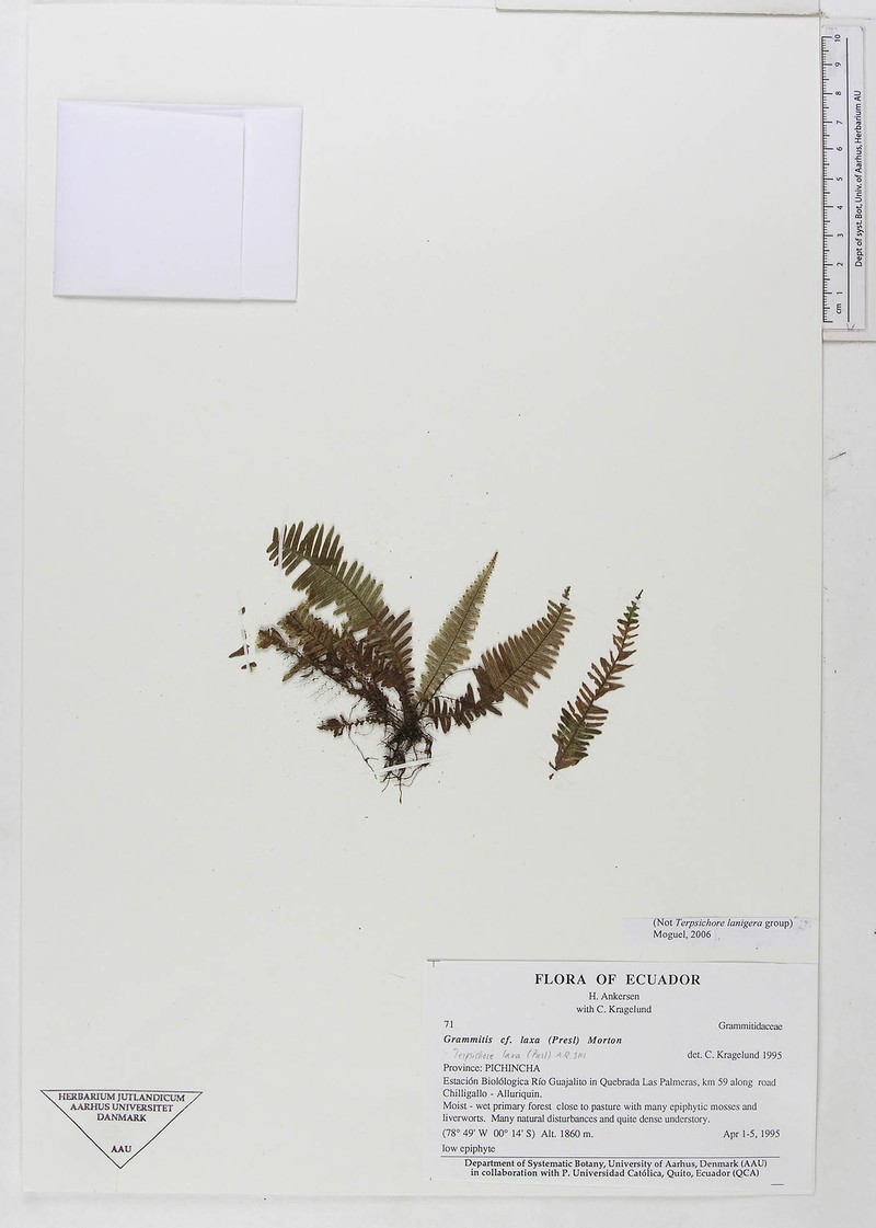 Grammitis laxa