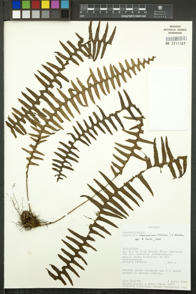 Grammitis lehmanniana