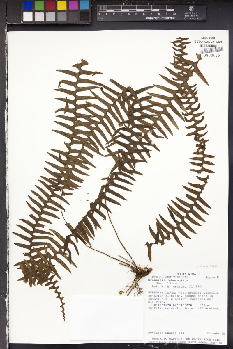 Grammitis lehmanniana photo 2