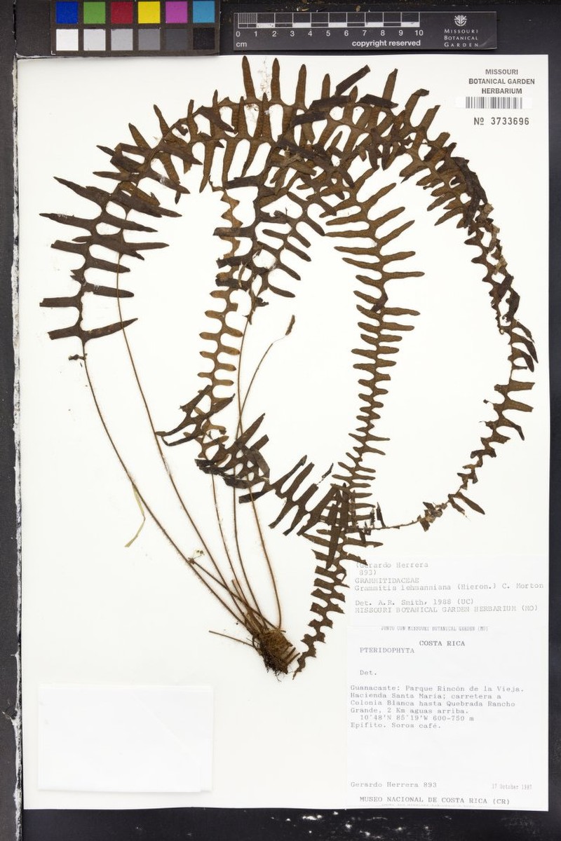Grammitis lehmanniana photo 3