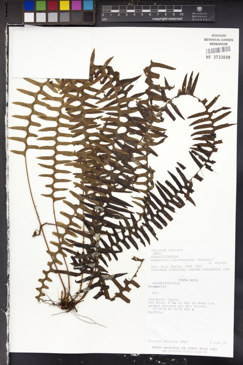 Grammitis lehmanniana photo 4