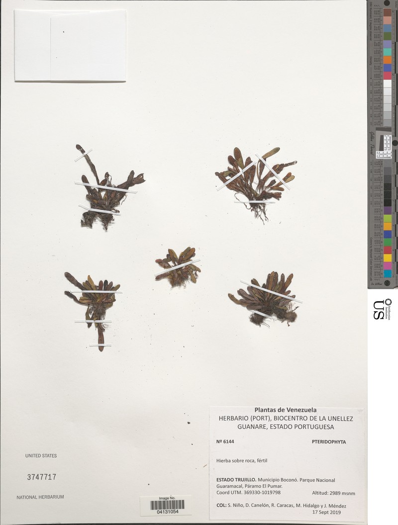 Grammitis leptopoda