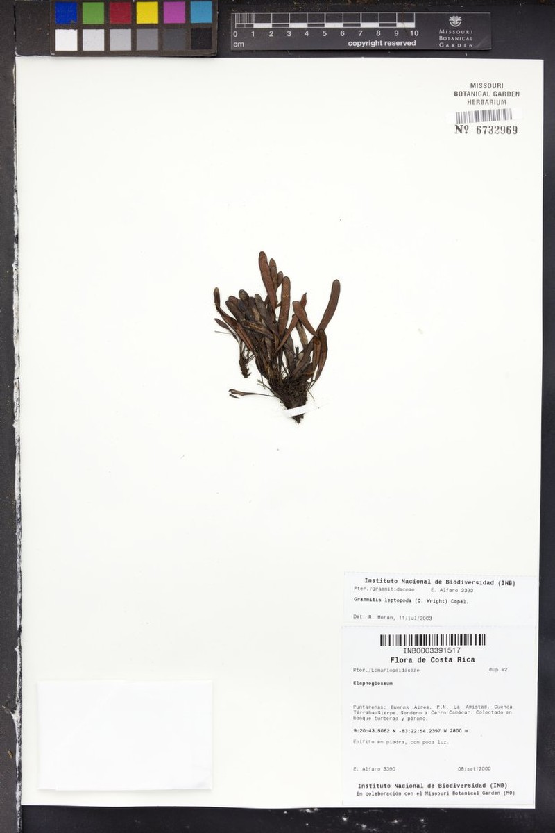 Grammitis leptopoda photo 2