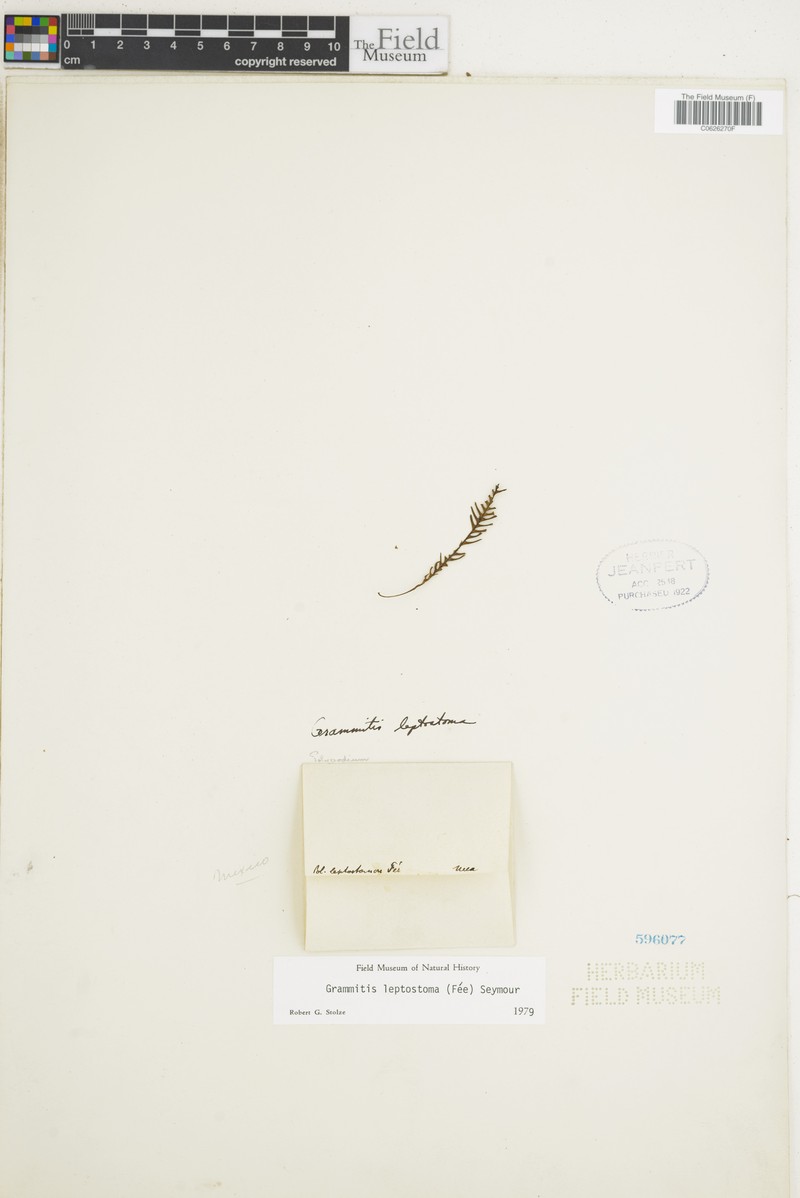 Grammitis leptostoma