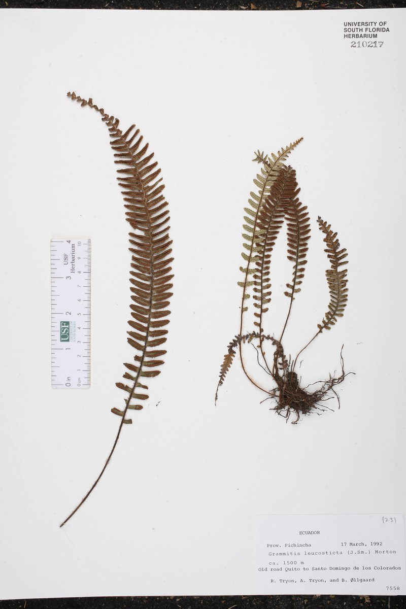 Grammitis leucosticta