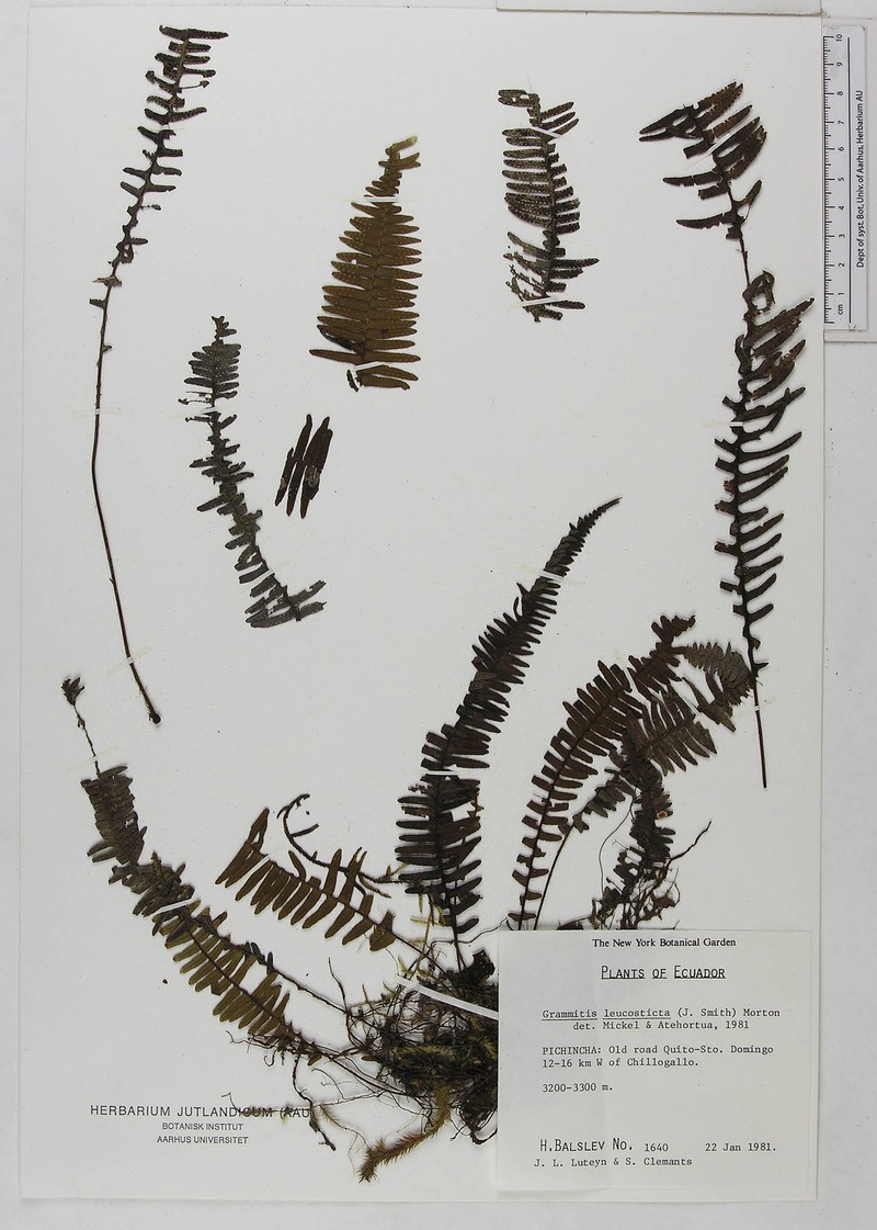 Grammitis leucosticta photo 2