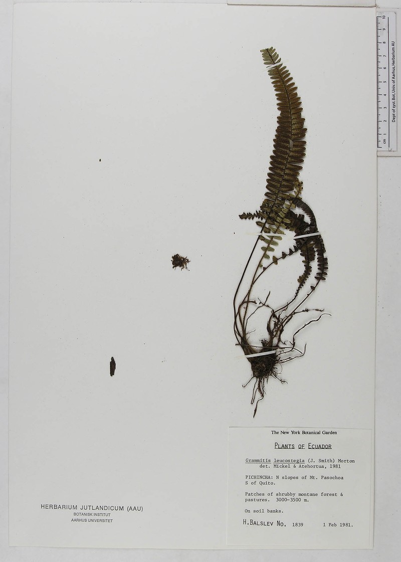 Grammitis leucosticta photo 4