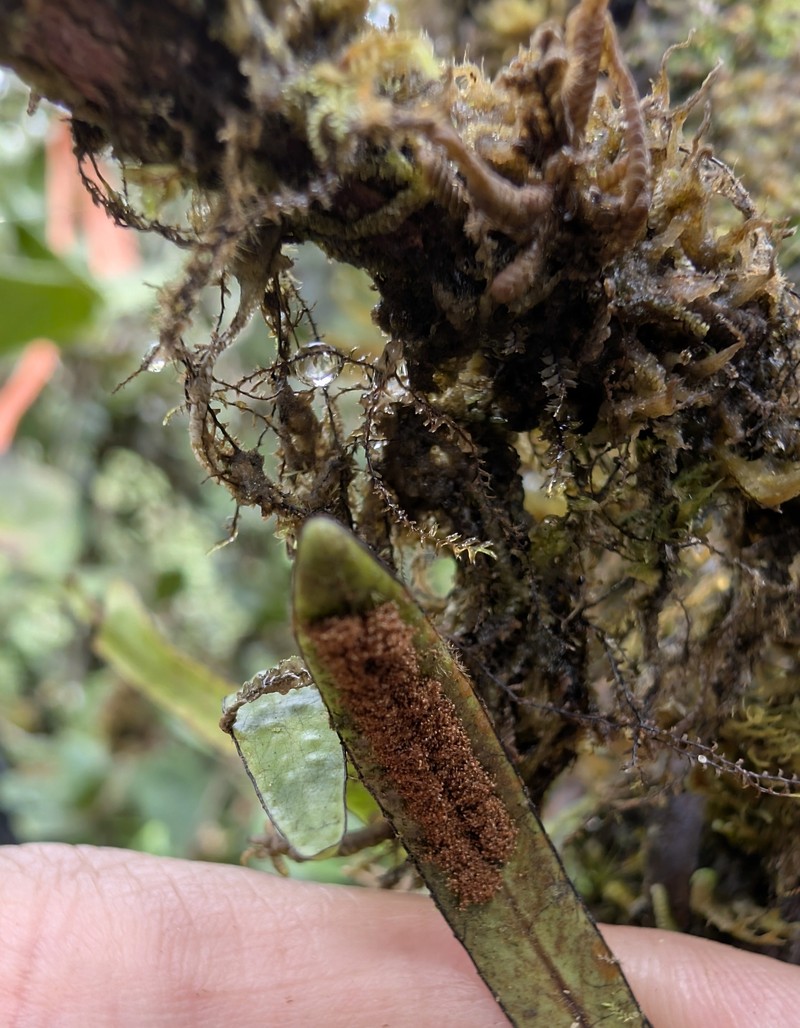 Tape Dwarf Polypody photo 3