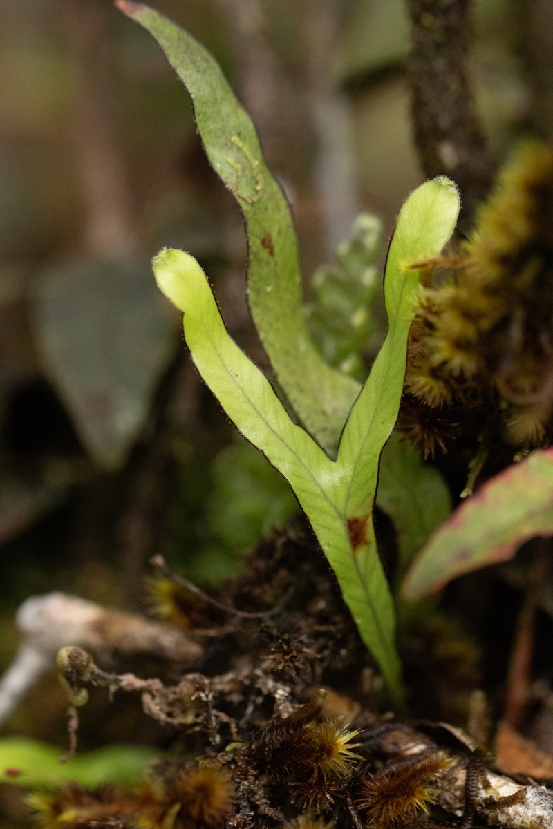 Tape Dwarf Polypody photo 4