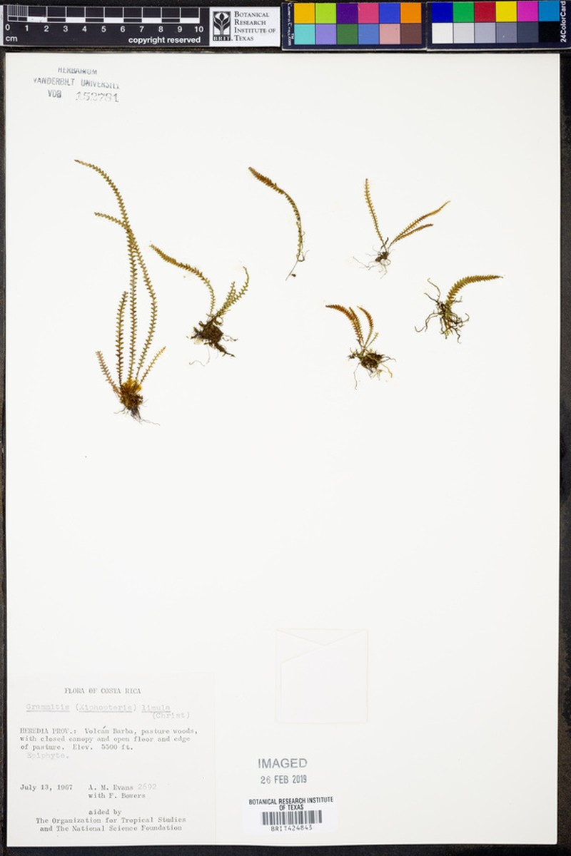 Grammitis limula