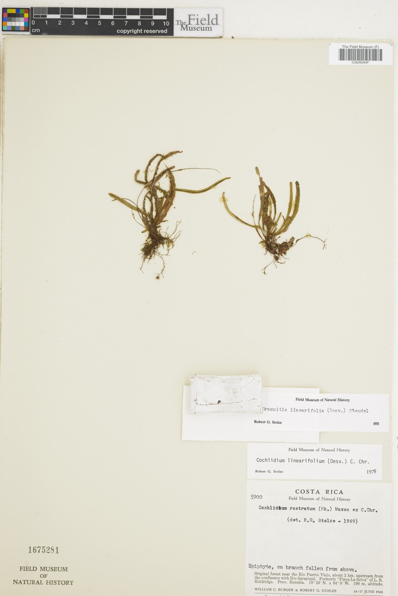 Grammitis linearifolia