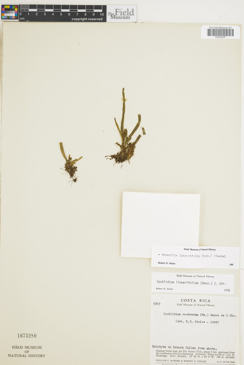 Grammitis linearifolia photo 2