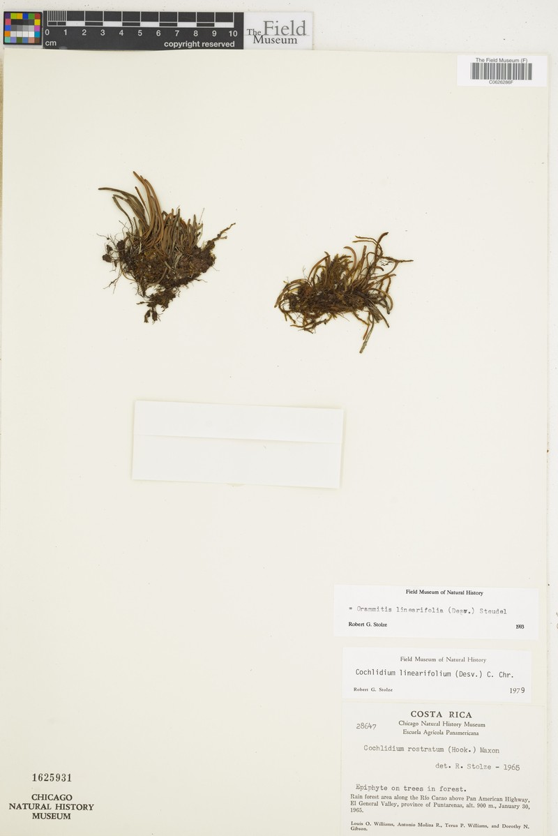 Grammitis linearifolia photo 3