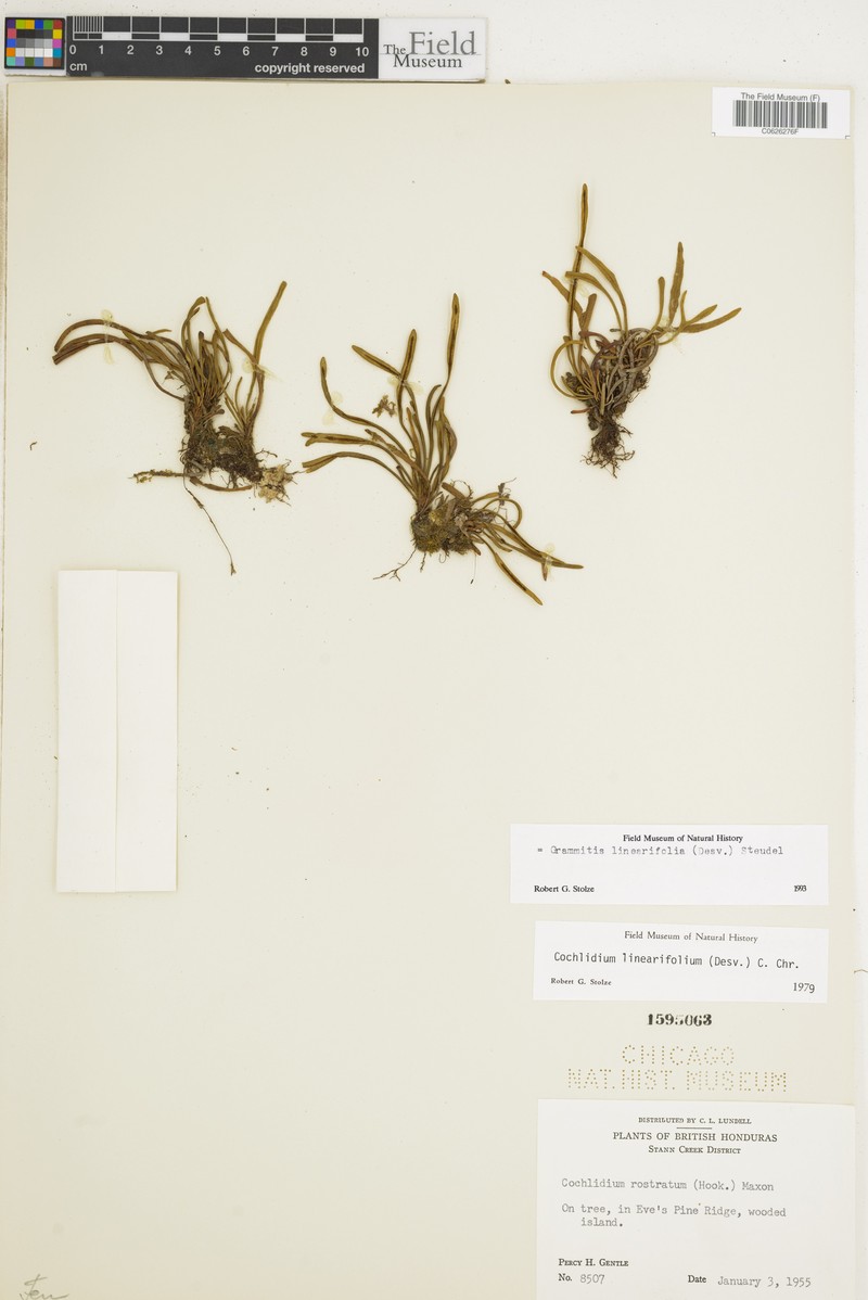 Grammitis linearifolia photo 4