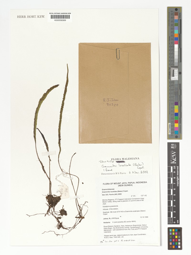 Grammitis locellata photo 2