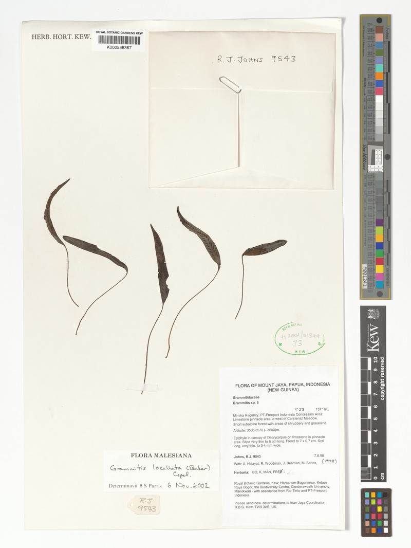 Grammitis locellata photo 3