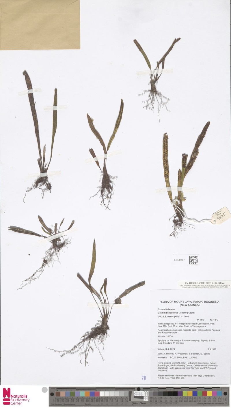 Grammitis loculosa photo 3