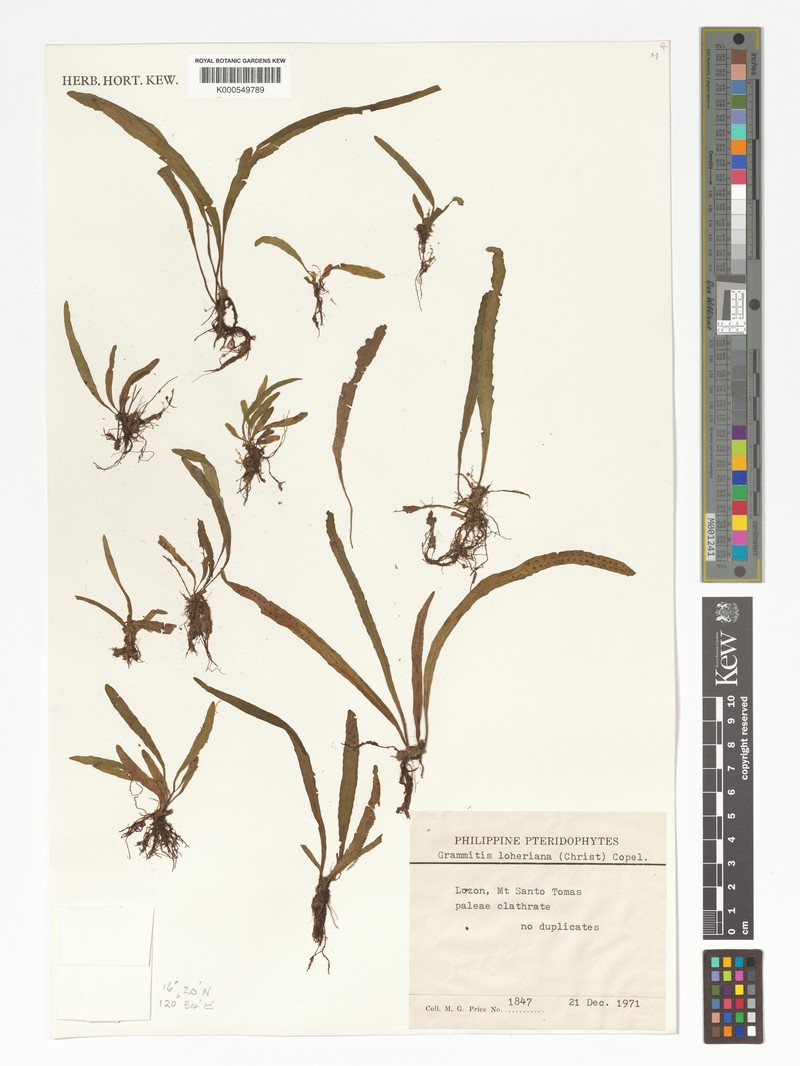 Grammitis loheriana