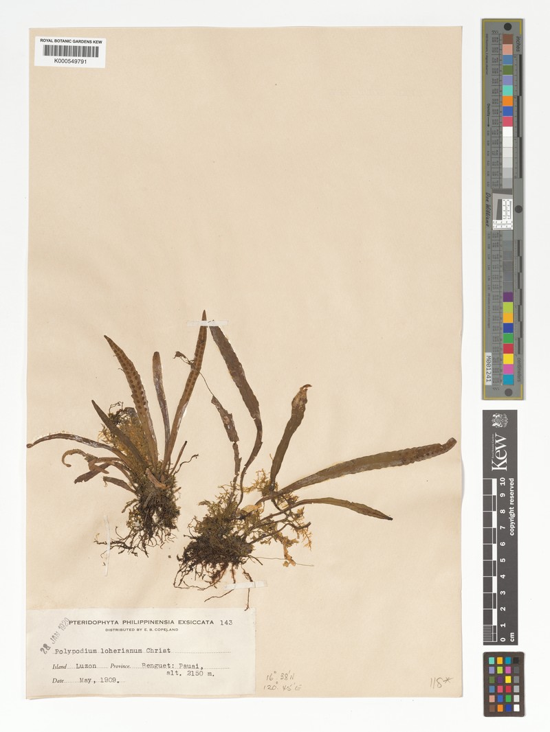 Grammitis loheriana photo 2