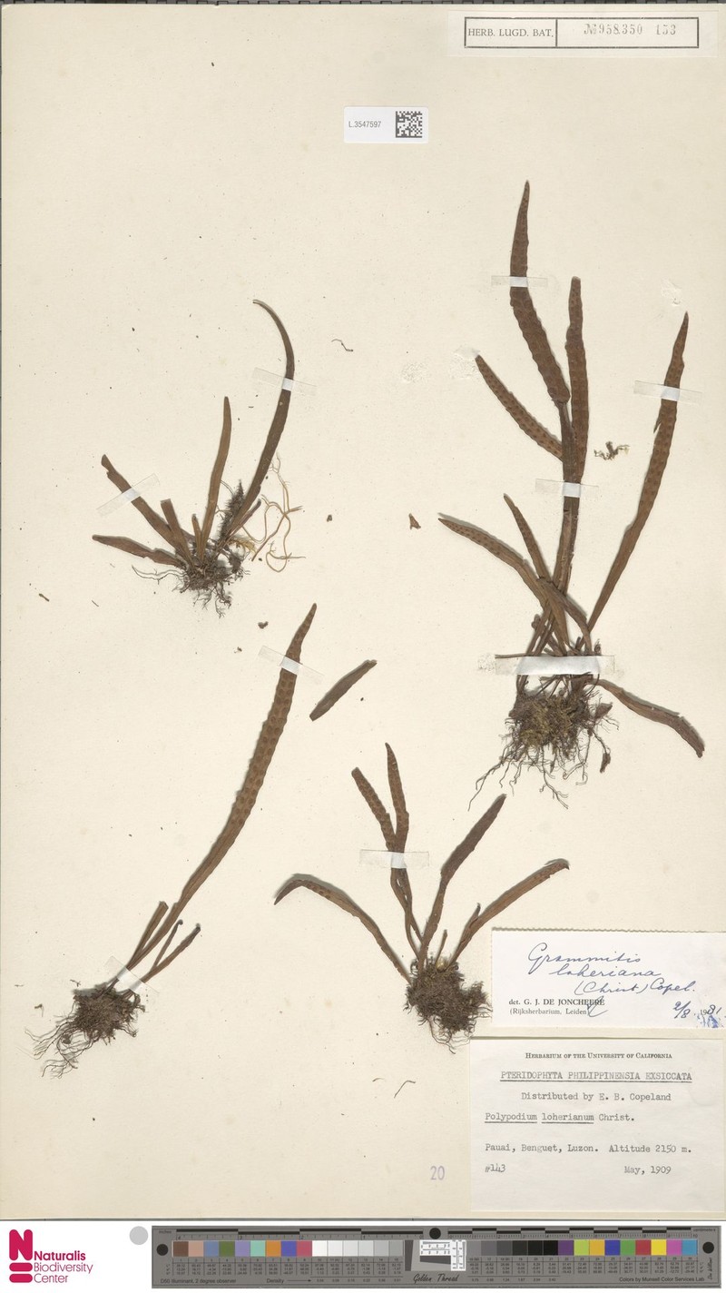Grammitis loheriana photo 3