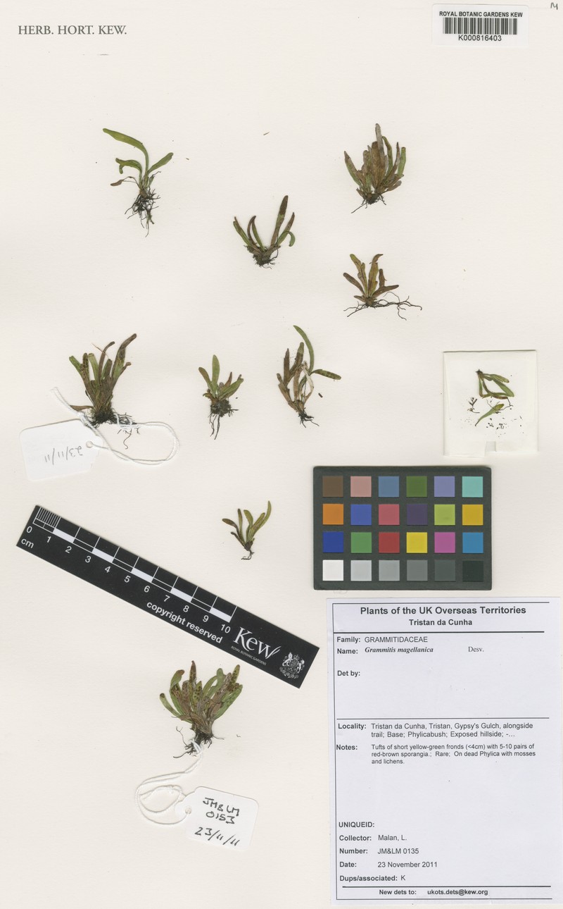 Grammitis magellanica photo 2