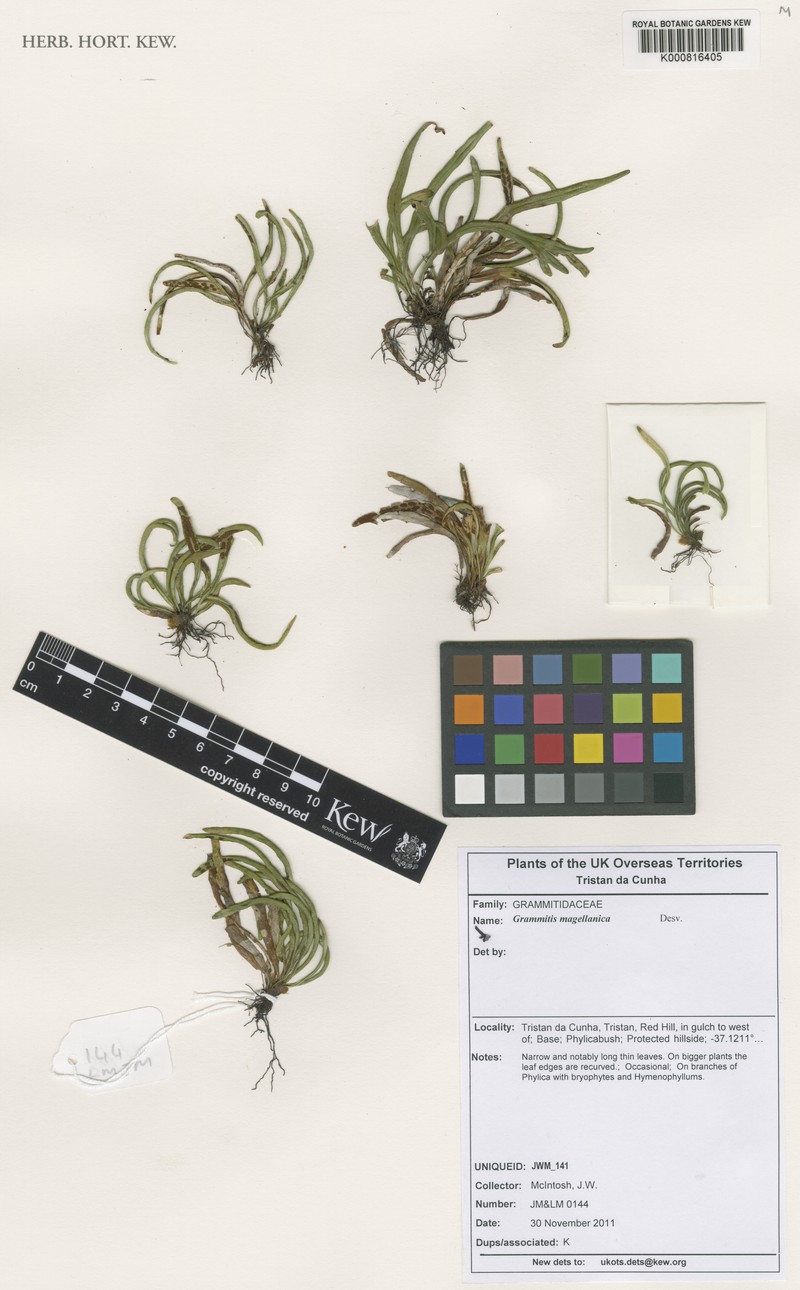 Grammitis magellanica photo 3