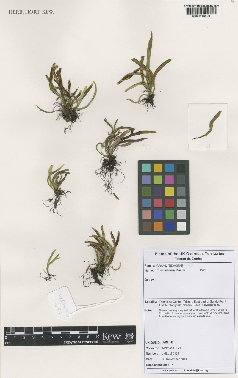 Grammitis magellanica photo 4