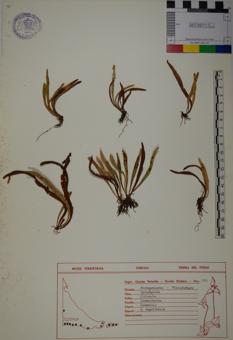 Grammitis magellanica