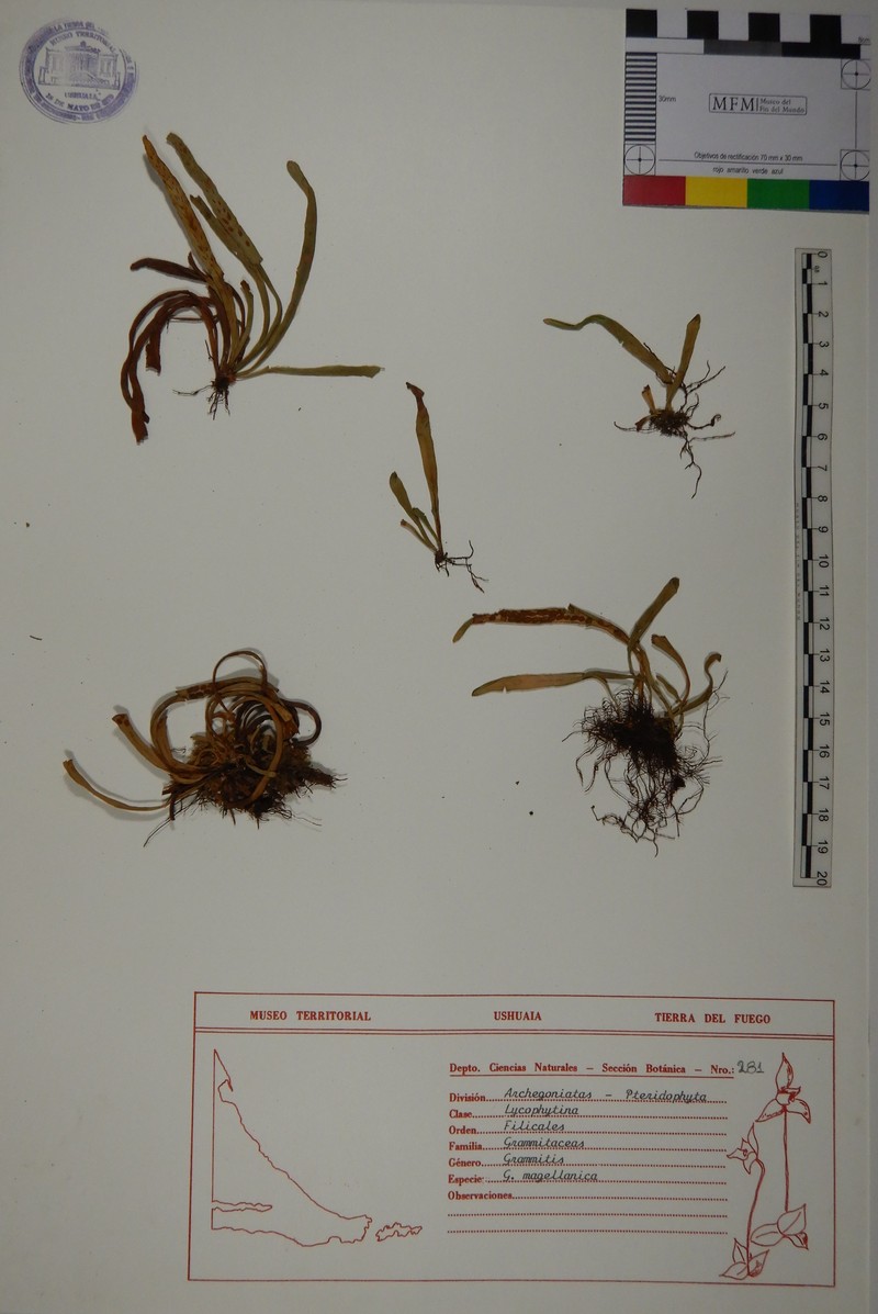 Grammitis magellanica photo 5