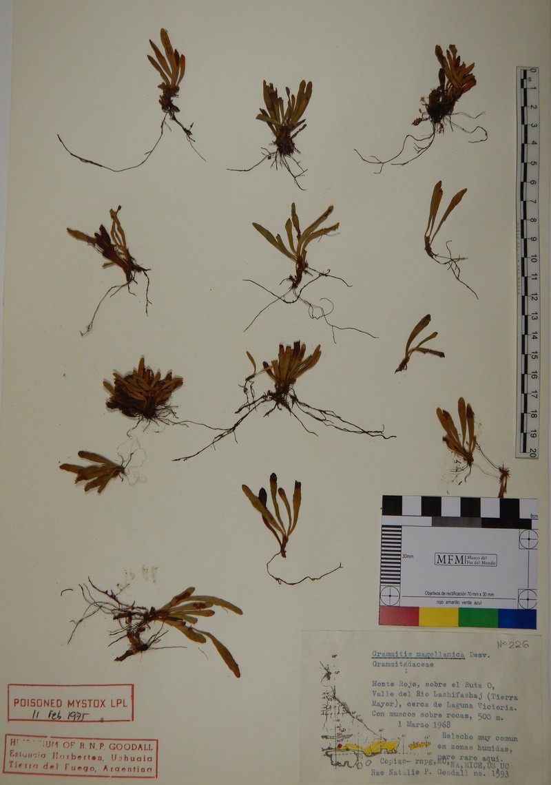 Grammitis magellanica photo 6
