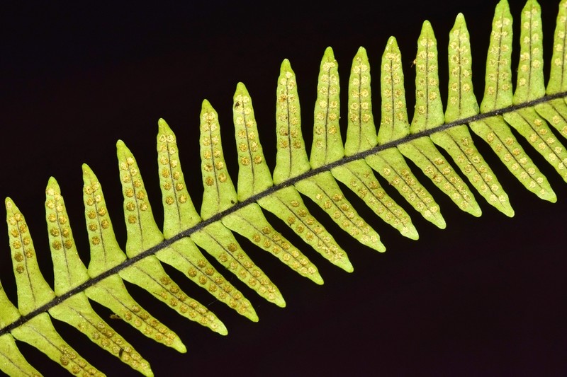 Grammitis major