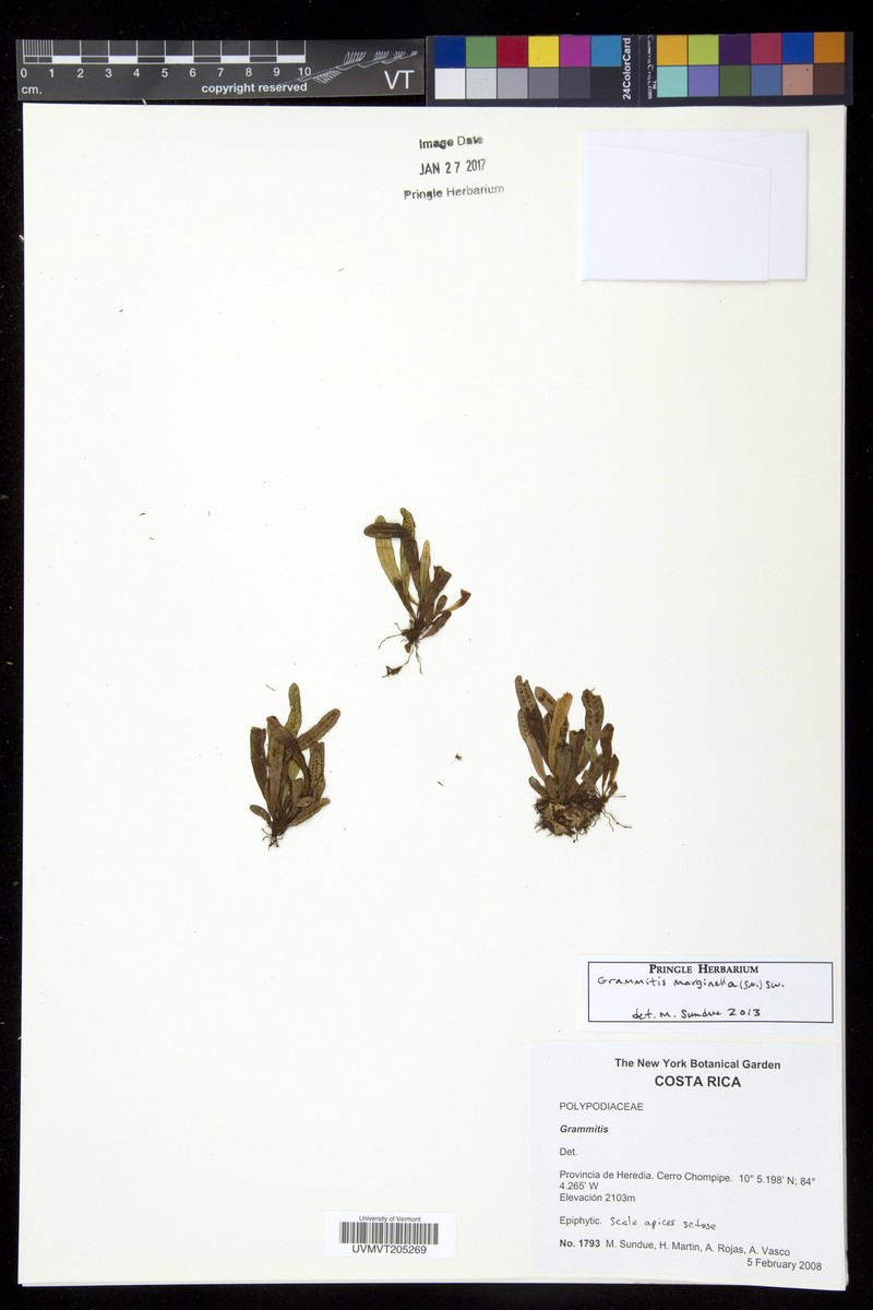 Grammitis marginella