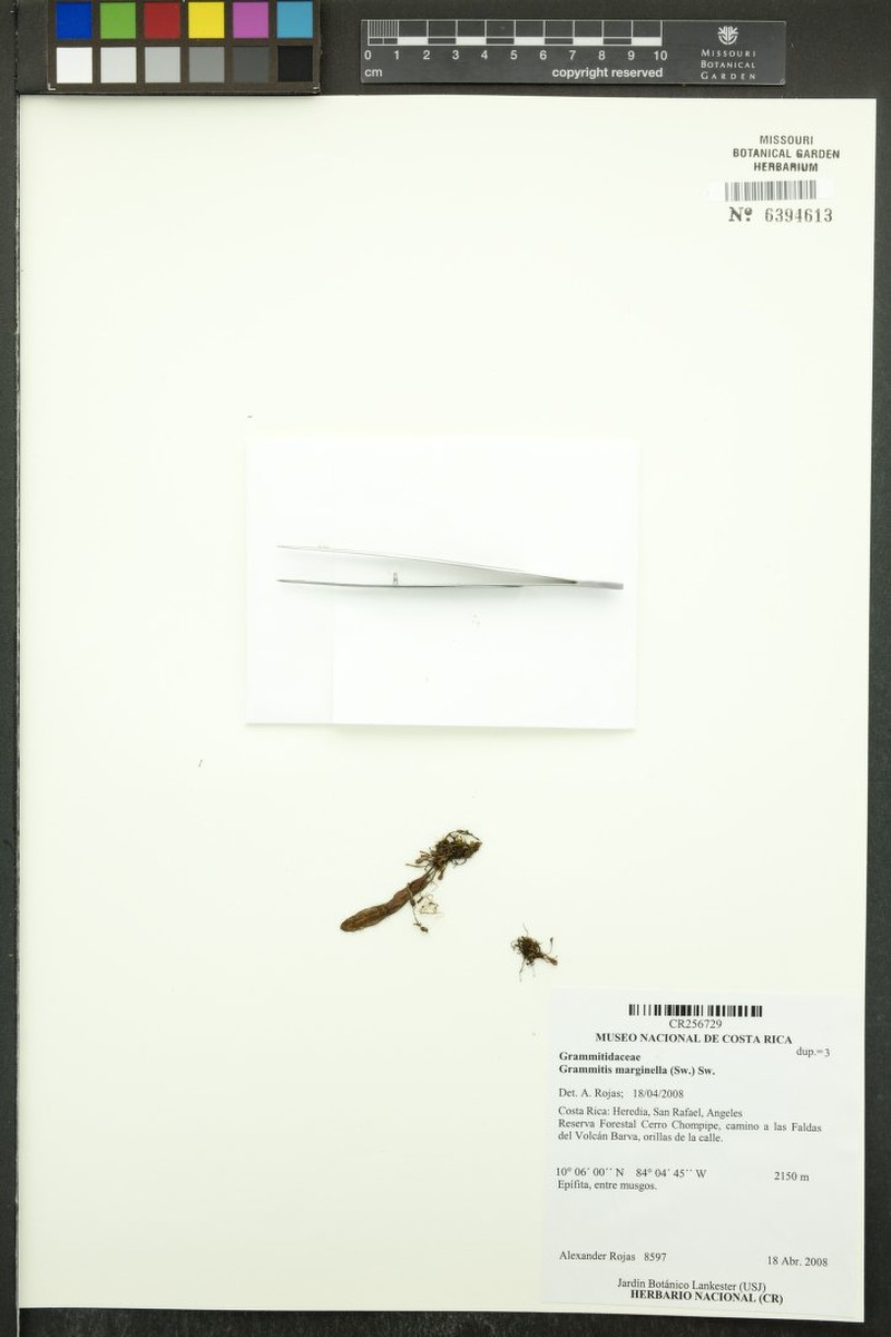 Grammitis marginella photo 2