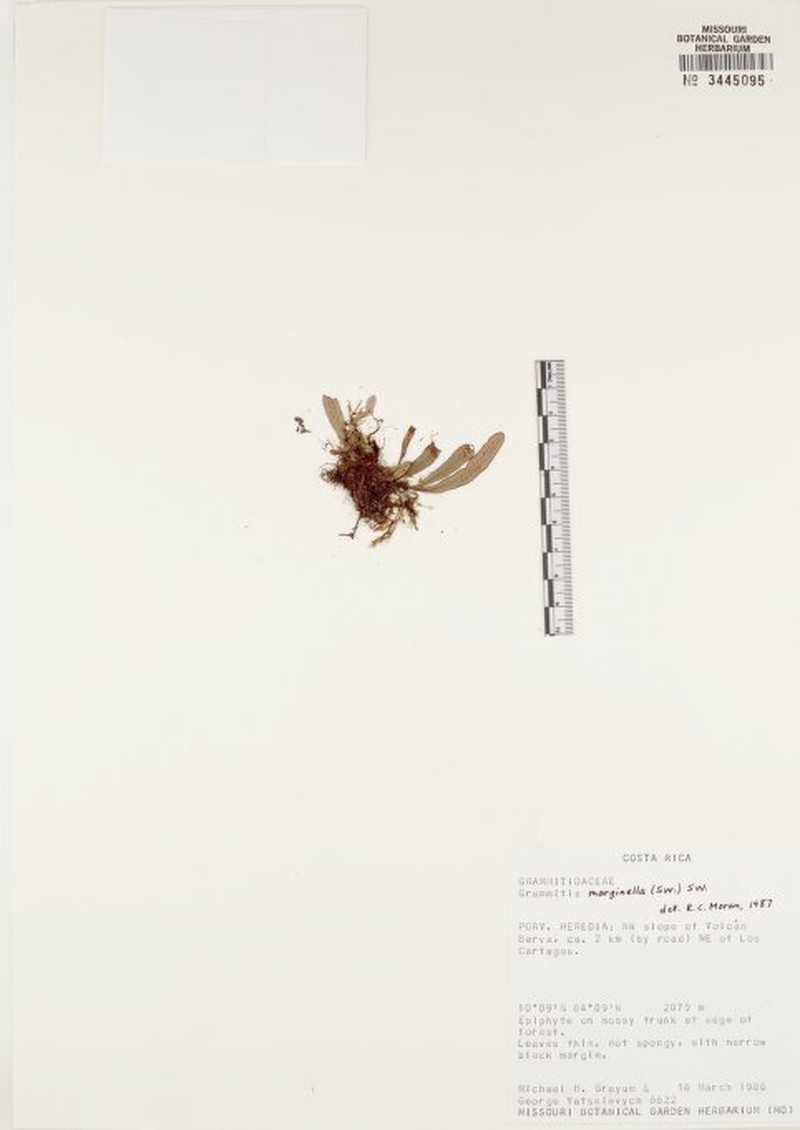 Grammitis marginella photo 4