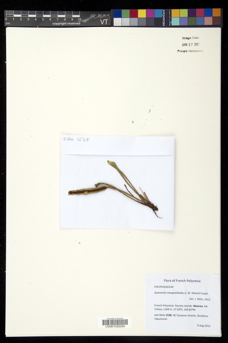 Grammitis marginelloides