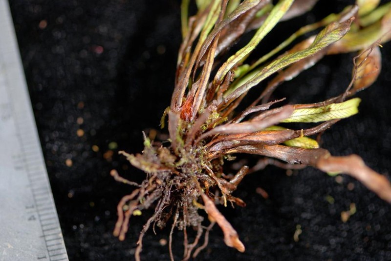 Grammitis marginelloides photo 2