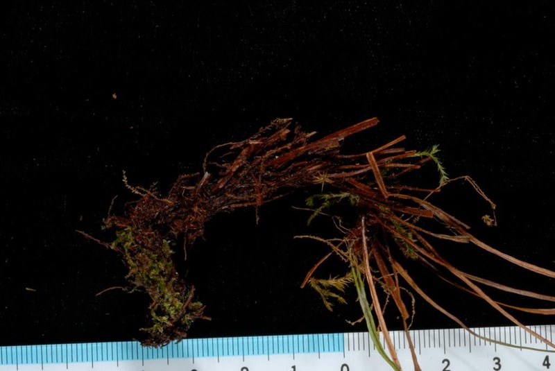 Grammitis marginelloides photo 3