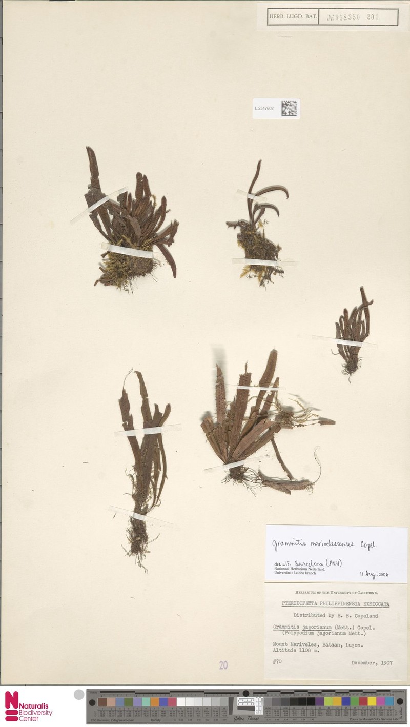 Grammitis marivelesensis