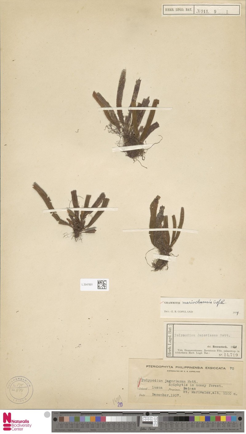 Grammitis marivelesensis photo 2