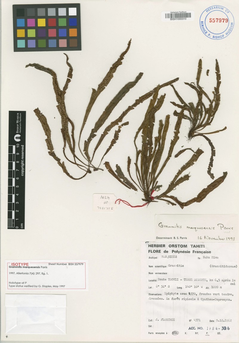 Grammitis marquesensis