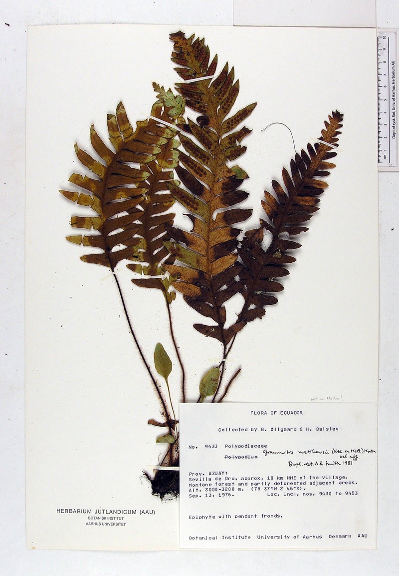 Grammitis mathewsii photo 2