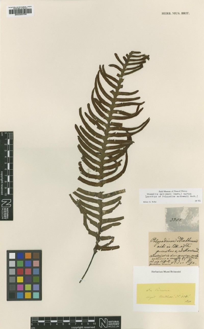 Grammitis mathewsii photo 3