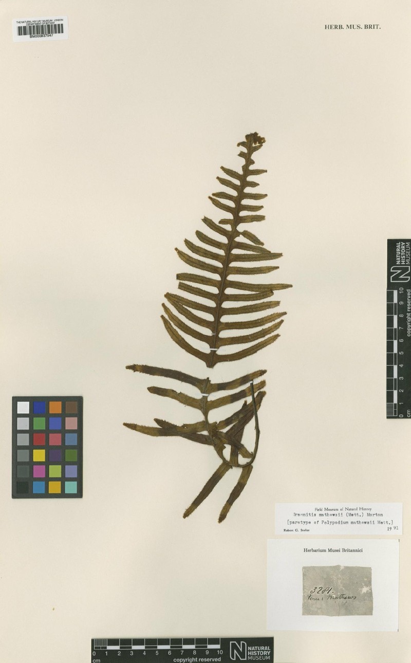 Grammitis mathewsii photo 4