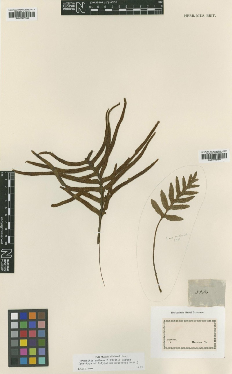 Grammitis mathewsii photo 5