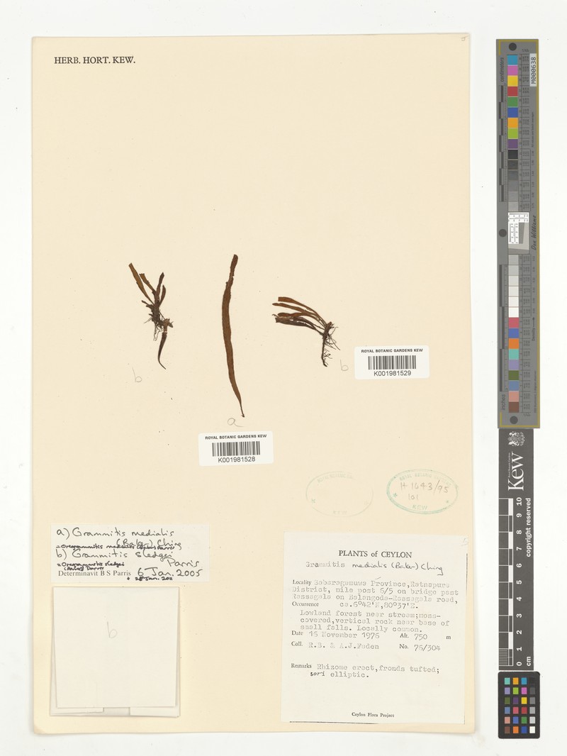 Grammitis medialis